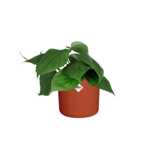 Philodendron Scandens im ELHO b.for soft Rond 14cm Brique