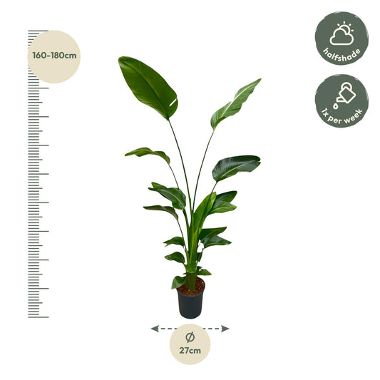 Strelitzia Nicolai – Weiße Paradiesvogelpalme, 170 cm