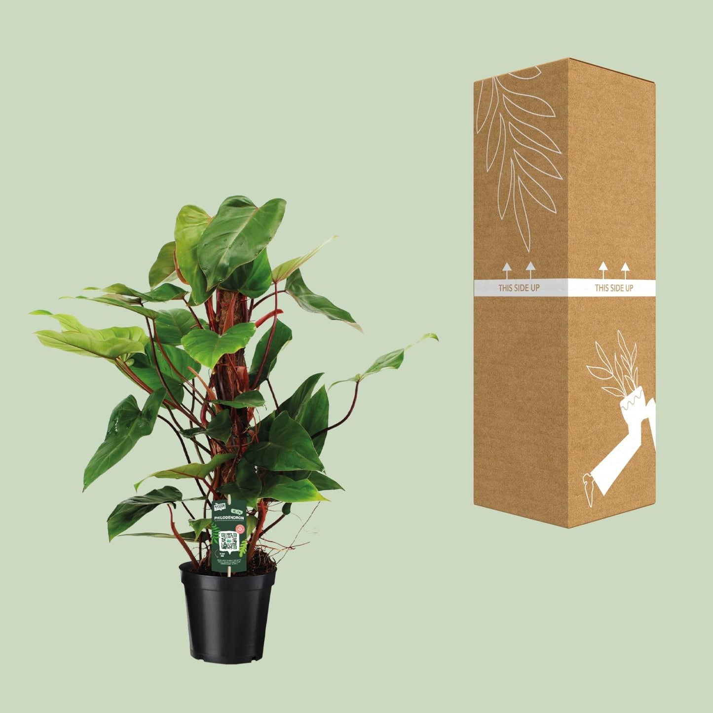 Philodendron Red Emerald – Pflegeleichte Zimmerpflanze Ø19cm