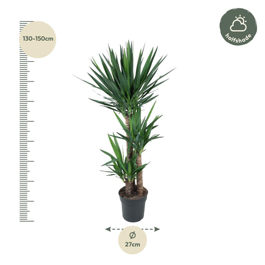 Yucca Elephantipe – Elefantenpalme 140 cm Ø27 cm
