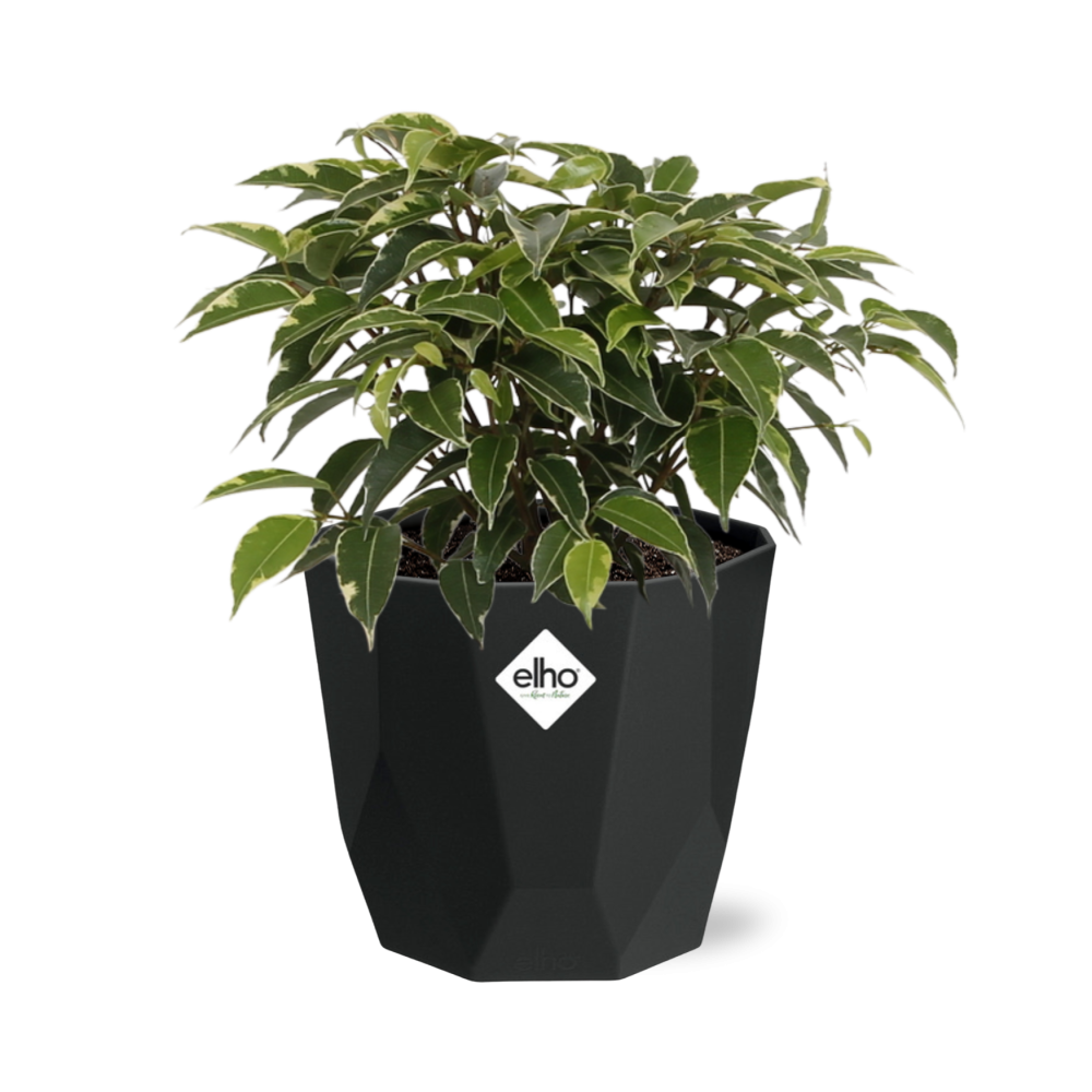 Ficus Benjamina Kinky – Stilvolle & Pflegeleichte Zimmerpflanze 14cm