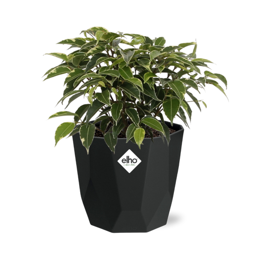 Ficus Benjamina Kinky – Stilvolle & Pflegeleichte Zimmerpflanze 14cm