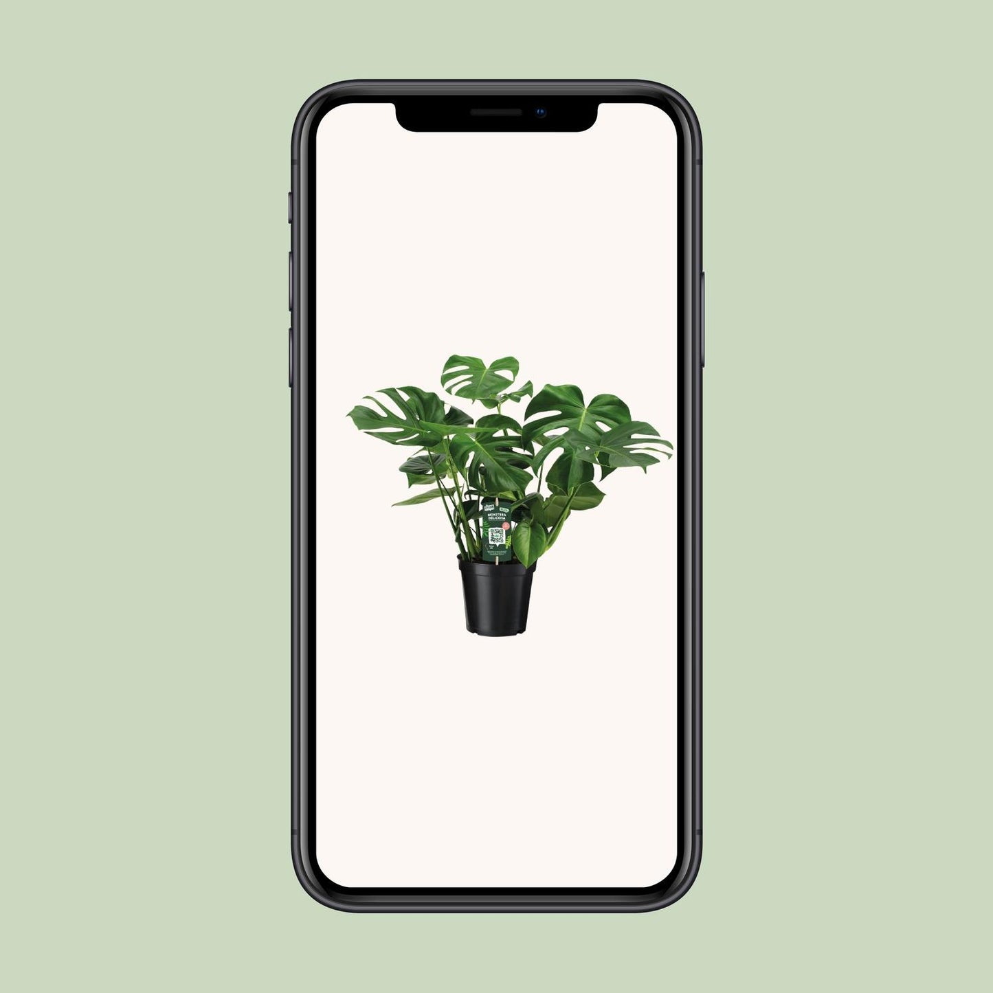 Monstera Deliciosa – Pflegeleichte Trendpflanze Ø21cm