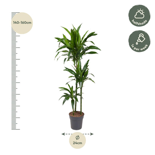 Dracaena Janet Craig – 150 cm, pflegeleicht & stilvoll