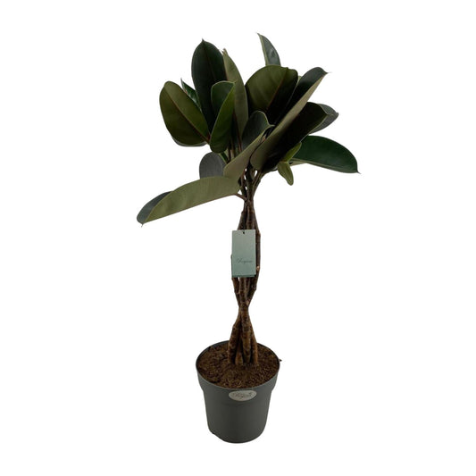 Ficus Elastica Burgundy – Elegante Zimmerpflanze Ø24cm, 100cm hoch