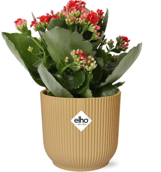 Kalanchoe Rosalina Don Justino Rood im ELHO Vibes Fold Topf 14cm Gelb