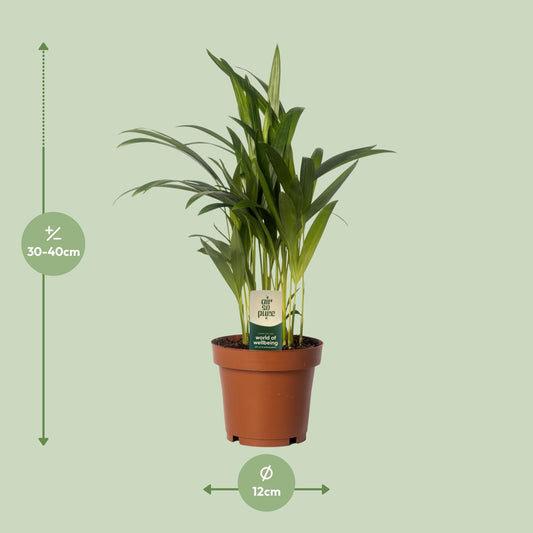 Dypsis lutescens - Areca Palme Ø12cm, 40cm hoch