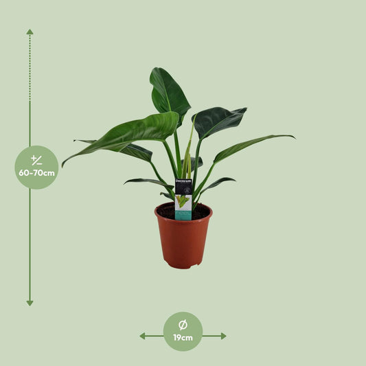 Philodendron Congo Millions Ø19cm – Pflegeleichte Zimmerpflanze