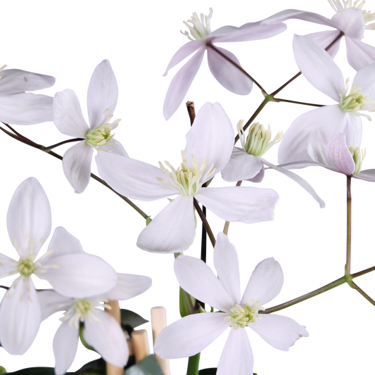 Clematis armandii Apple Blossom – Immergrüne Kletterpflanze Ø15cm