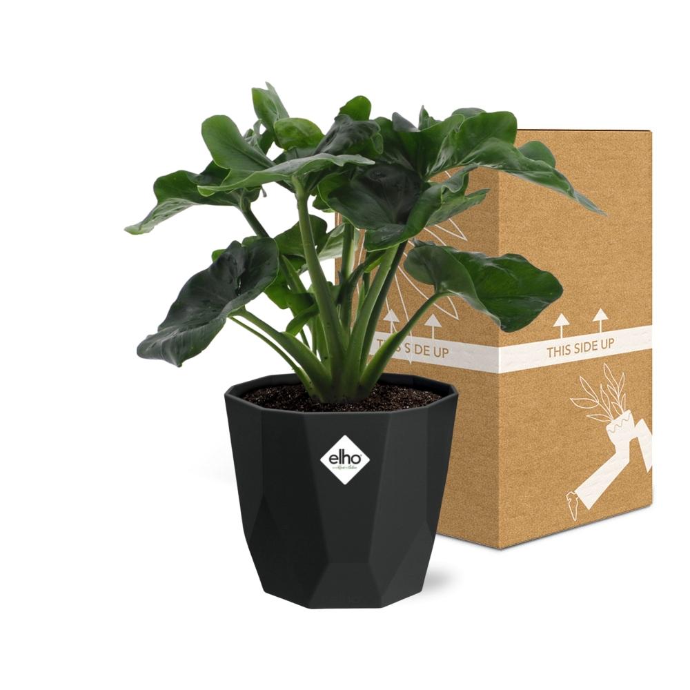 Philodendron Atom – pflegeleichte Zimmerpflanze in 14 cm Topf