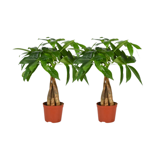 Pachira Aquatica mit Geflochtenem Stamm – 2er-Set Ø12cm, Höhe 35cm
