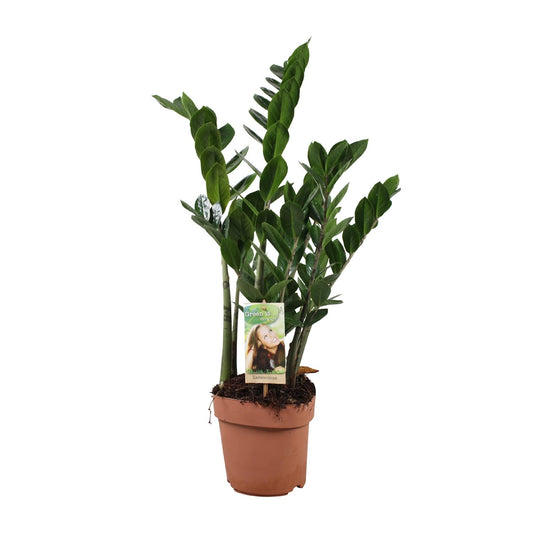 Zamioculcas Zamiifolia – Pflegeleichte ZZ-Pflanze Ø17cm, 70cm hoch