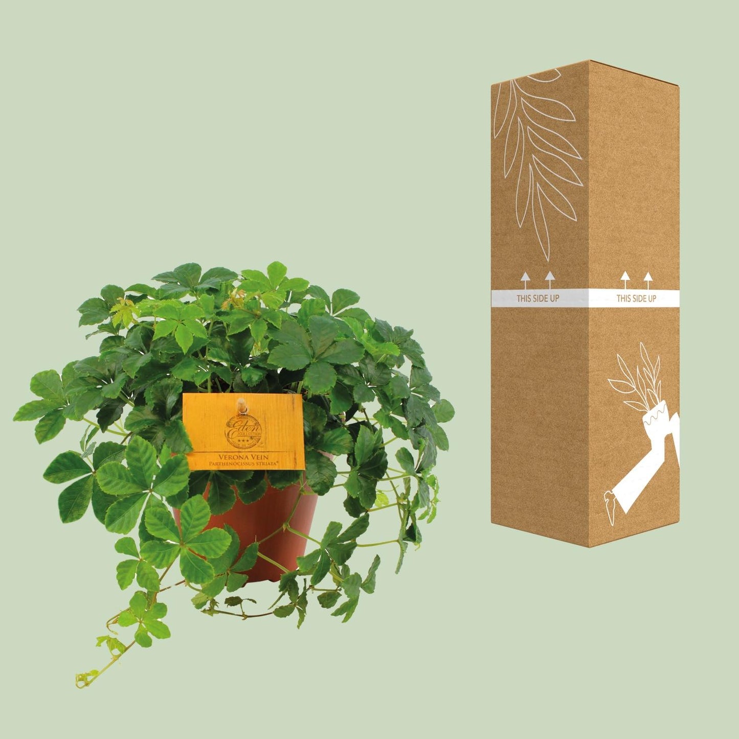Parthenocissus Striata – Pflegeleichte Jungfernrebe Ø12cm