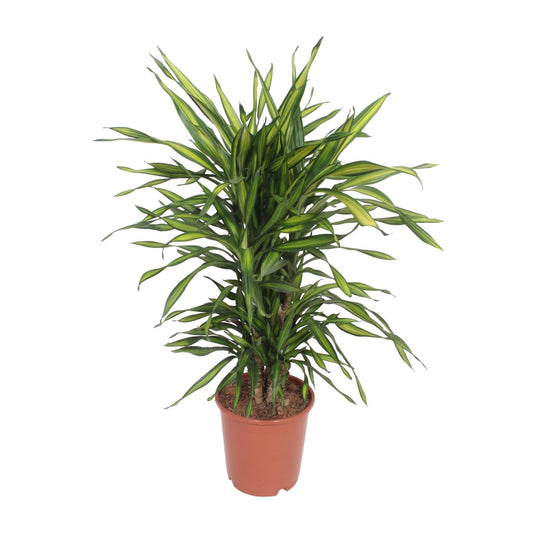 Dracaena Fragrans Riki – Eleganter Drachenbaum Ø24cm, 90cm hoch