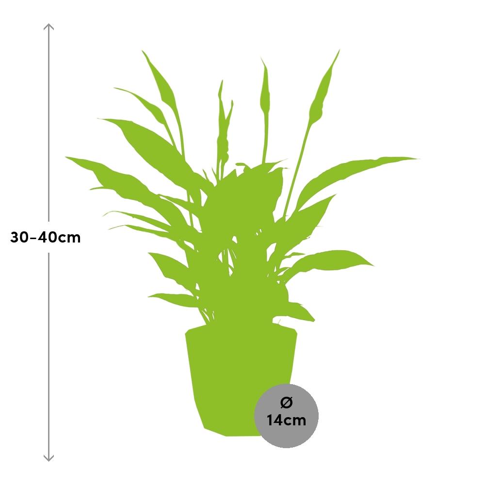 Spathiphyllum Torelli 12 cm in ELHO b.for rock Topf warm grey