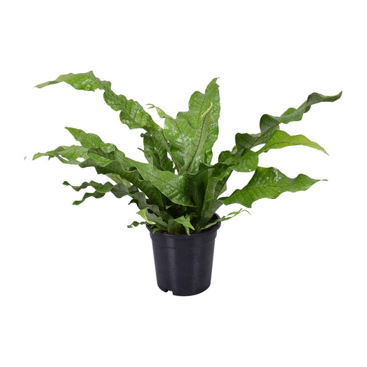 Microsorum Diversifolium – Pflegeleichter Kängurufarn Ø17cm