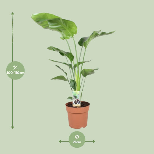Strelitzia Nicolai – Paradiesvogelblume Ø21cm, 110cm Höhe