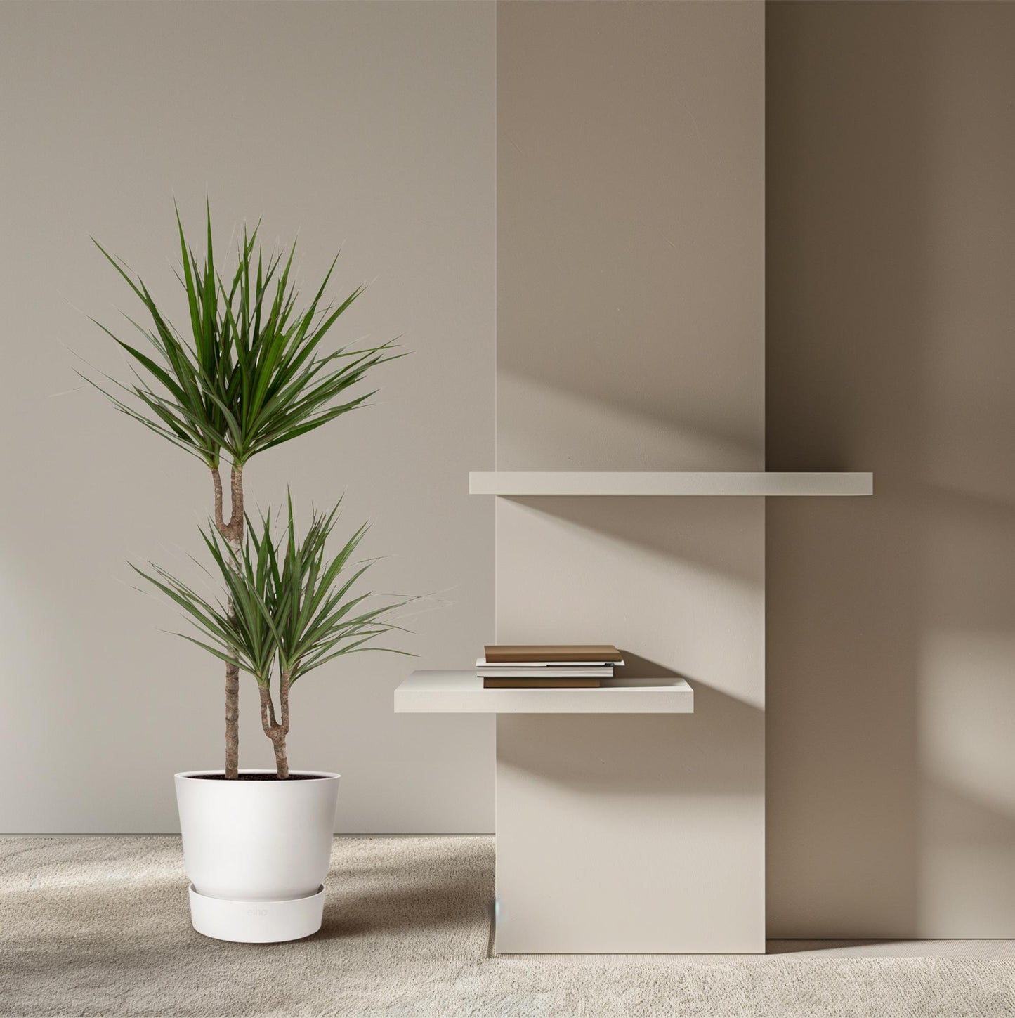 Dracaena Marginata – Stilvolle, pflegeleichte Zimmerpflanze Ø19cm