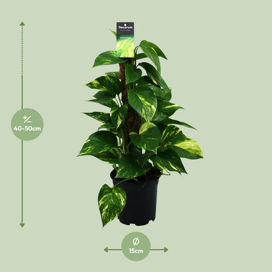 Scindapsus (Epipremnum) – pflegeleichte Zimmerpflanze Ø15cm