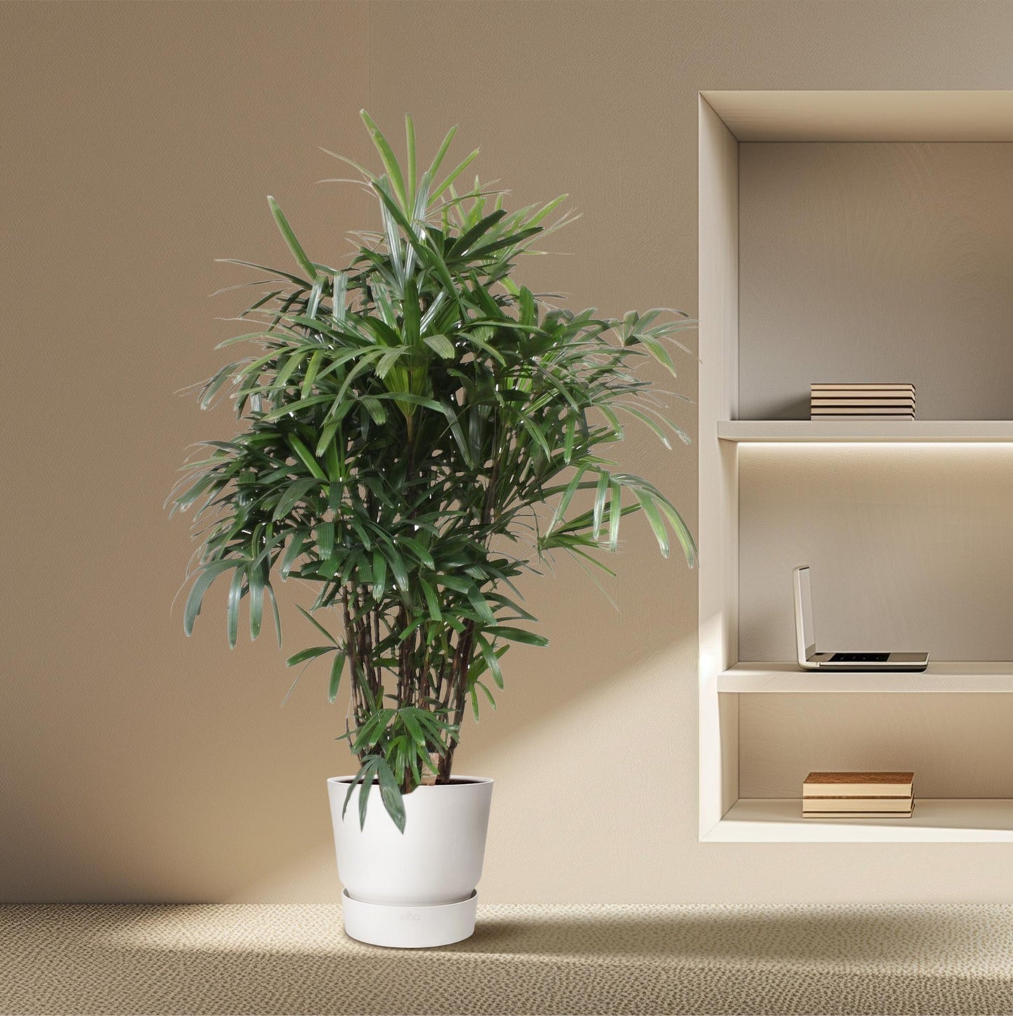 Rhapis Excelsa - Elegante Damenpalme 190 cm ø40