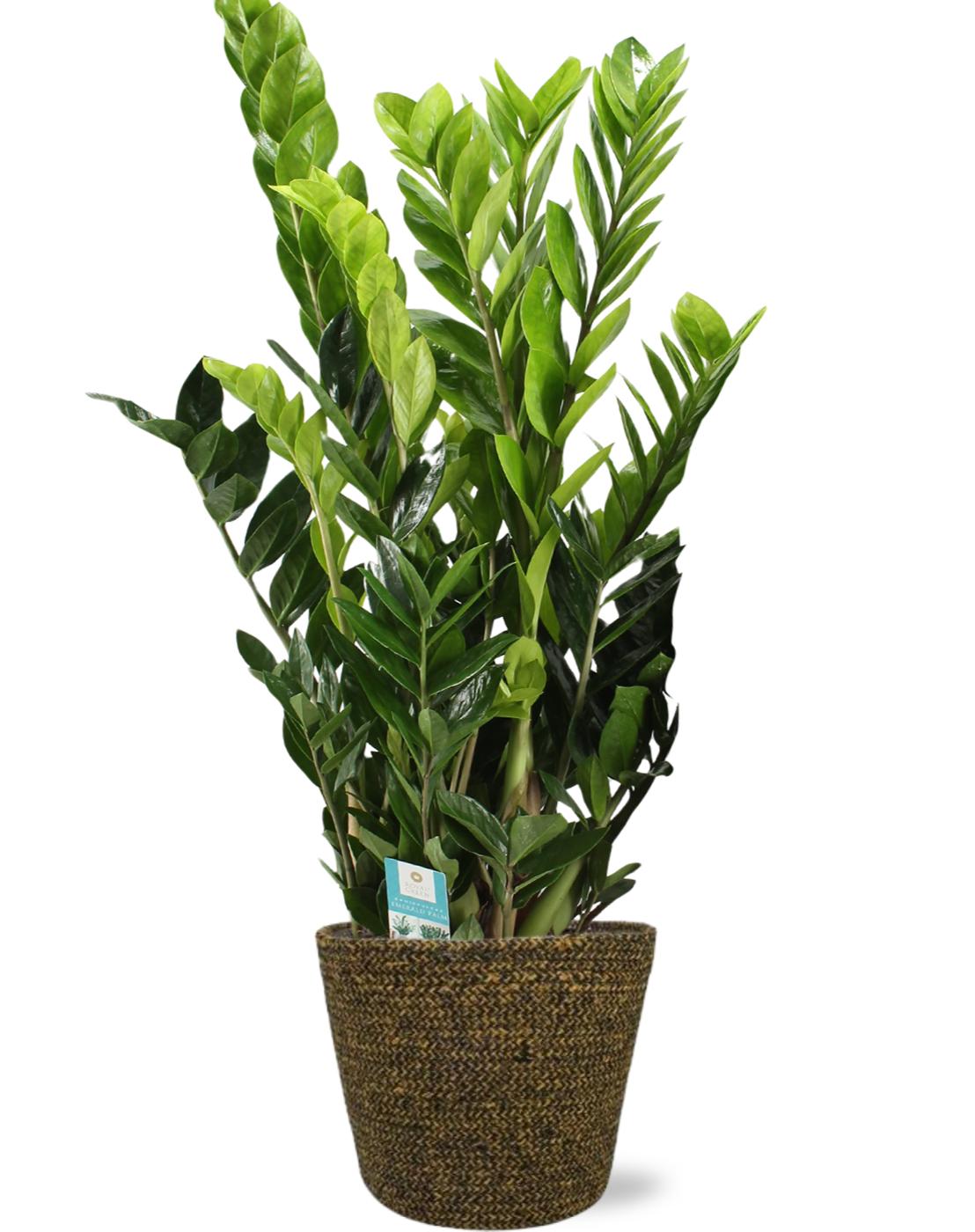 Zamioculcas Zamiifolia Ø21cm – Pflegeleichte ZZ-Pflanze mit Selin Pot