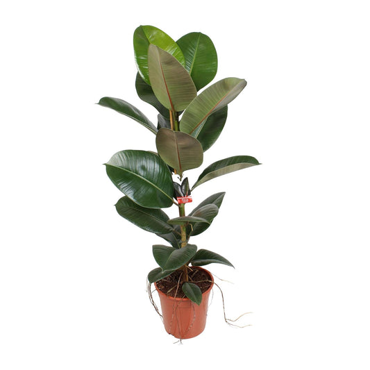 Ficus Elastica Robusta 21 cm – Pflegeleichte Zimmerpflanze