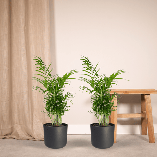 Chamaedorea Elegans – Mexikanische Bergpalme, 2er Set Ø17cm, ca. 55cm