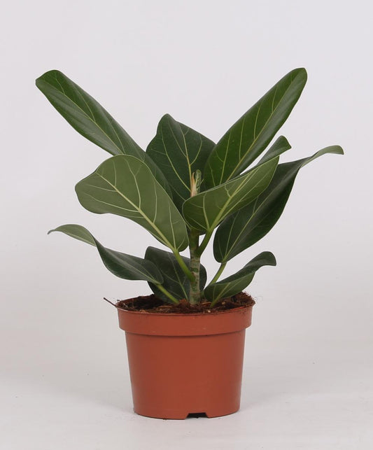 Ficus Bengalensis Ø12cm – Pflegeleichte Zimmerpflanze