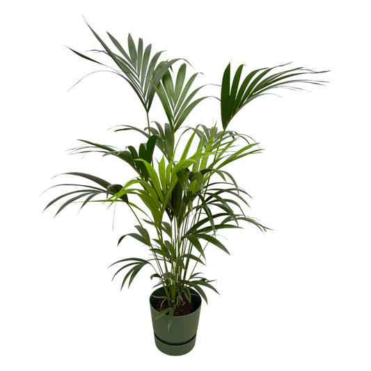 Kentia Palme mit Elho Greenville Round Topf - 160 cm