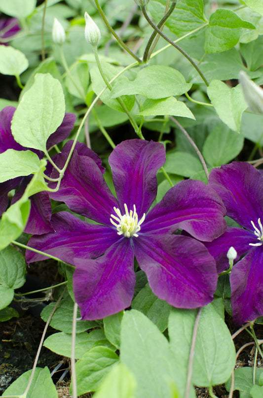 3x Clematis Warszawska Nike – Großblumige Kletterpflanze Ø15cm