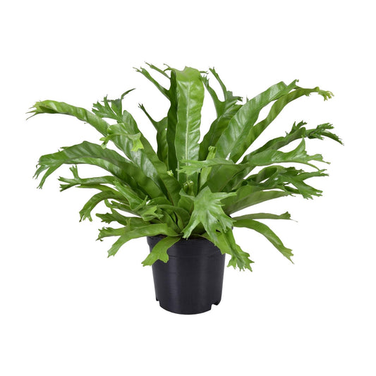 Asplenium Nidus Crissie – Pflegenestfarn Ø17cm, 40cm hoch
