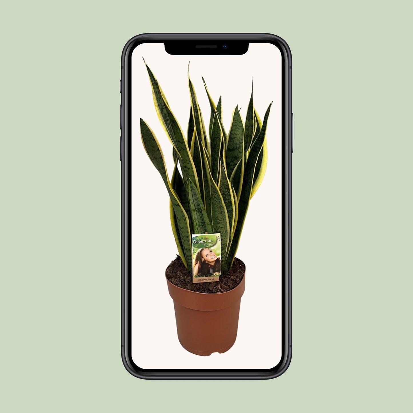 Sansevieria Trifasciata Laurentii – Pflegeleichte Schwiegermutterzunge Ø21cm