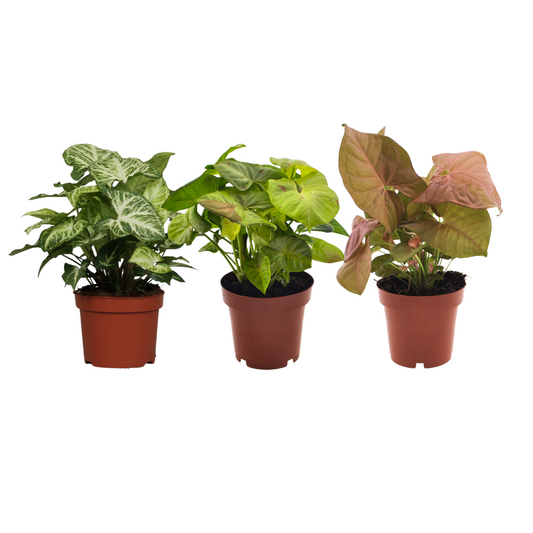 Syngonium Mix - 3er Set Ø12cm, 20-25cm Höhe