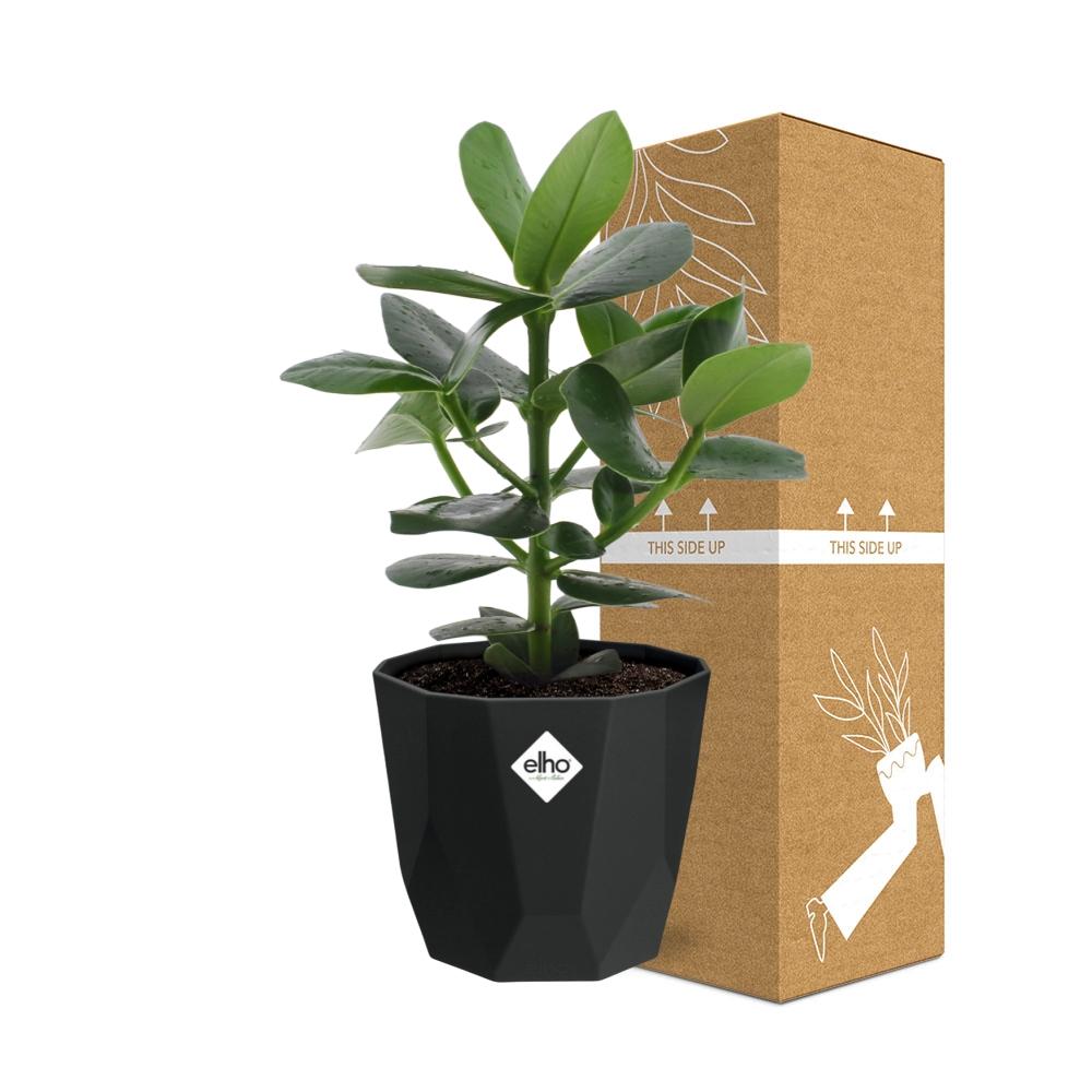 Clusia Princess – Elegante, pflegeleichte Zimmerpflanze 14cm