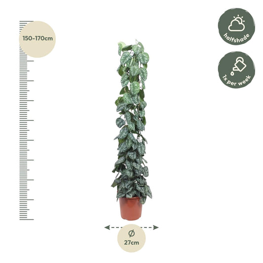 Scindapsus Pictus Trebie mit Gitter 160 cm ø27 cm