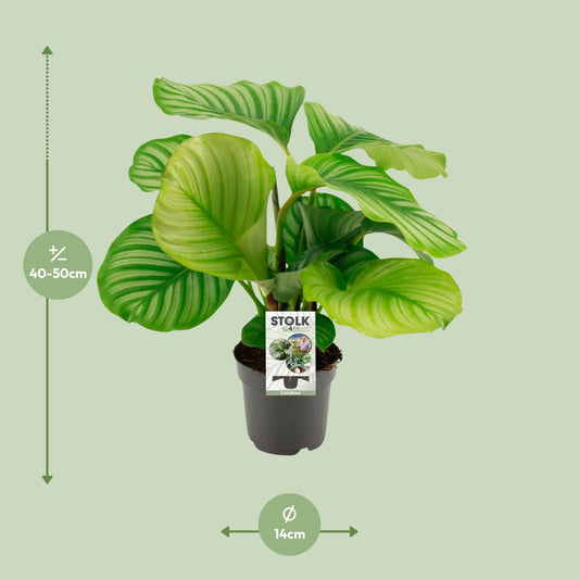 Calathea Orbifolia – Pflegeleichte Zimmerpflanze Ø50cm