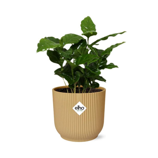 Coffea Arabica – Stilvolle Kaffeepflanze im ELHO Vibes Fold 14cm Gelb