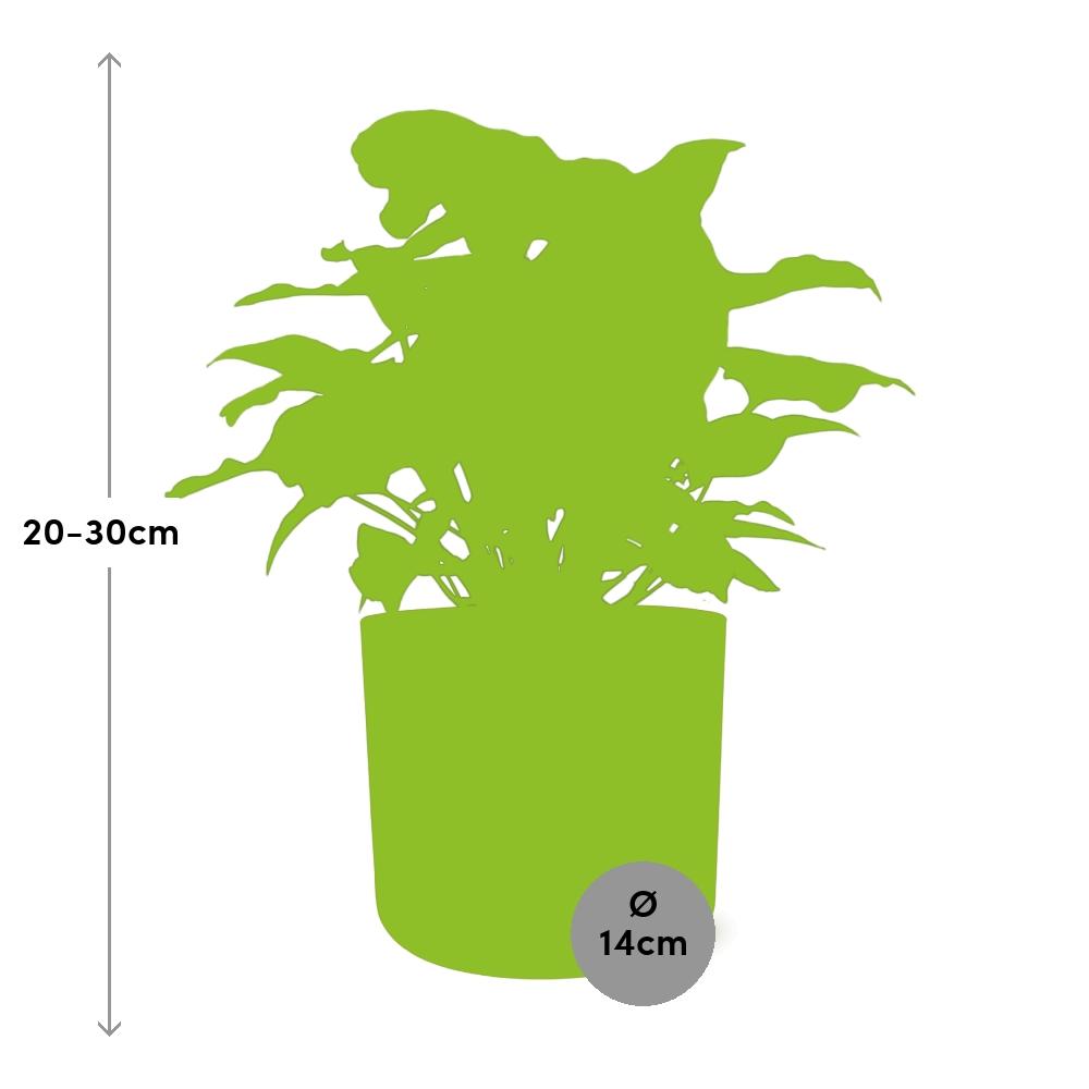 Syngonium Arrow – Pflegeleichte Zimmerpflanze im ELHO b.for soft Rond 14cm Topf