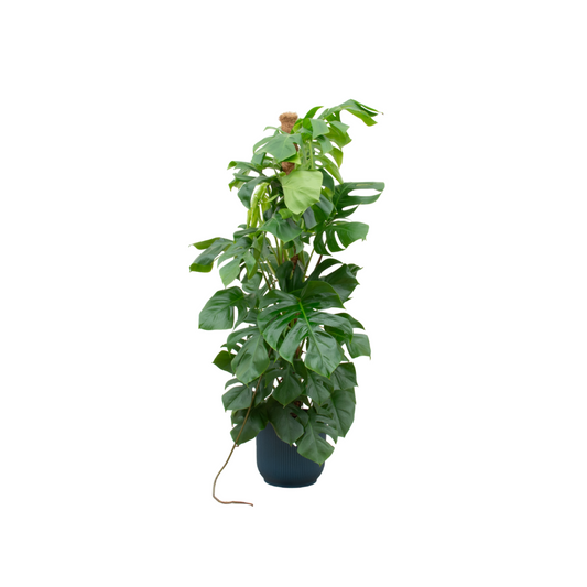 Monstera Pertusum XL mit elho Vibes Fold Round Ø30 Blau – 150 cm