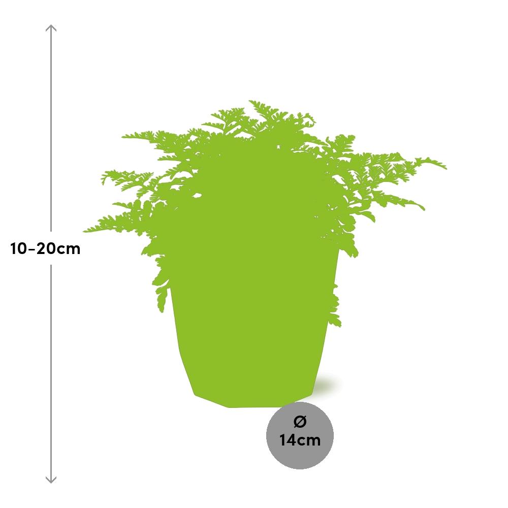 Asplenium Parvati – Eleganter Spleenwort-Farn in 14cm Topf