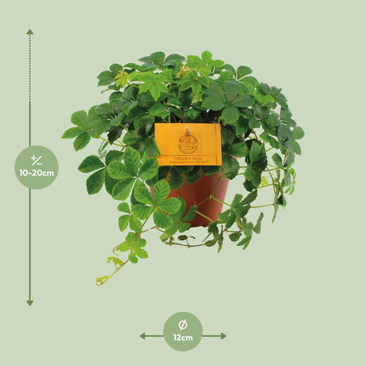 Parthenocissus Striata – Pflegeleichte Jungfernrebe Ø12cm