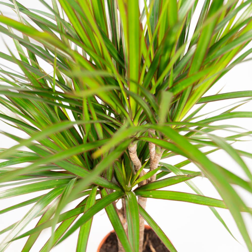 Dracaena Set – 120 cm & 70 cm – Pflegeleicht & Luftreinigend