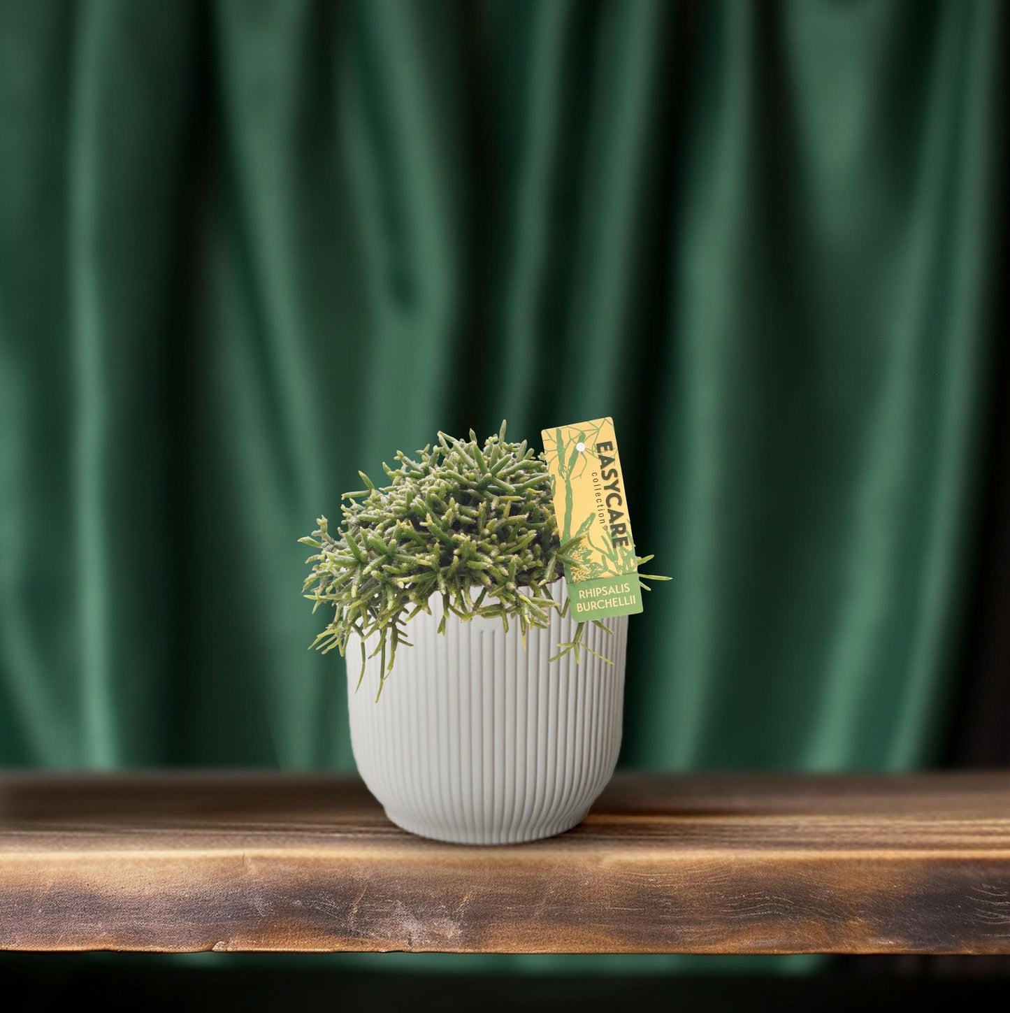 Rhipsalis Burchellii – Pflegeleichter Mistelkaktus Ø12 cm
