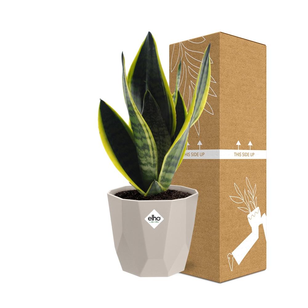 Sansevieria Futura Superba in ELHO b.for rock 14 cm warm grey