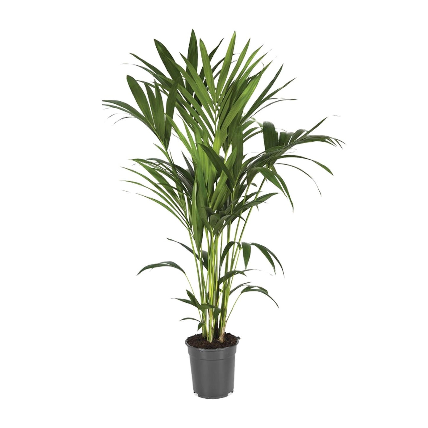 Howea Forsteriana – Elegante Kentia-Palme Ø21cm, 120cm hoch