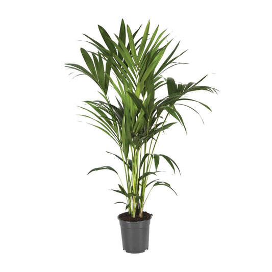 Howea Forsteriana – Elegante Kentia-Palme Ø21cm, 120cm hoch