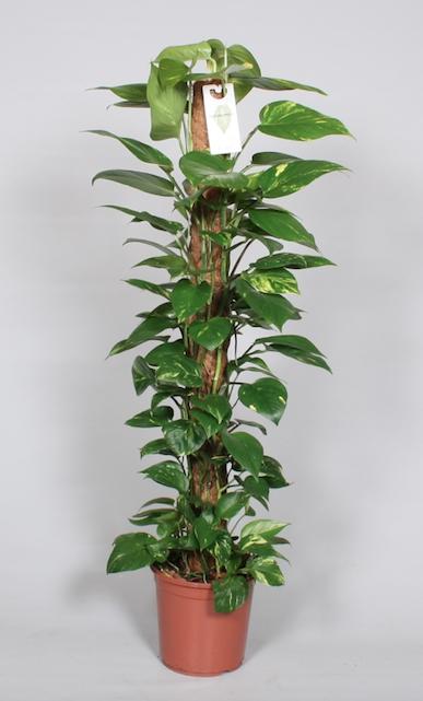 Epipremnum Pinnatum Mosstok 120 cm – Pflegeleichter Kletterer