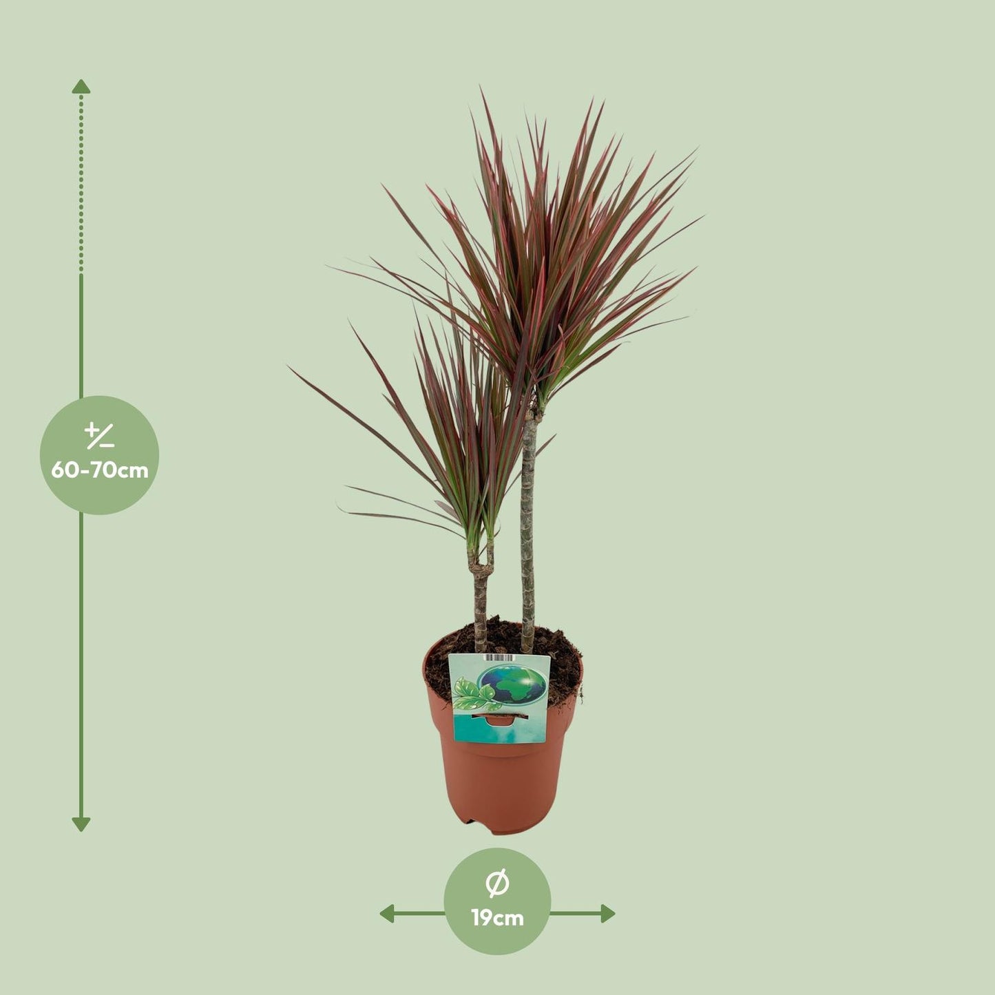 Dracaena Marginata Bicolor – Eleganter Drachenbaum Ø19cm, 70cm