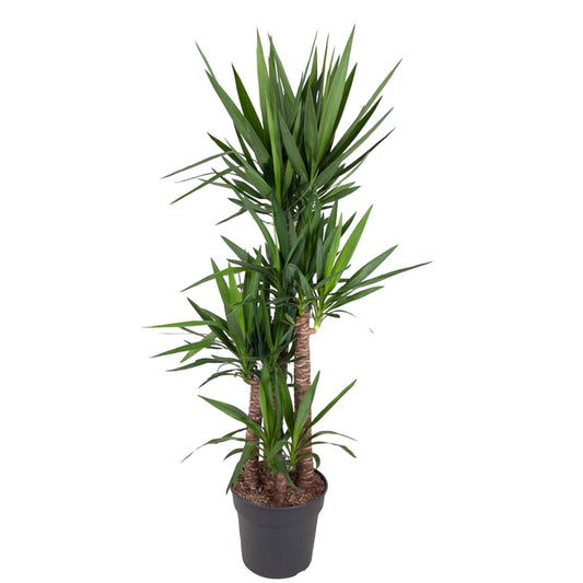 Yucca Elephantipe – Elefantenpalme 180 cm ø34 cm