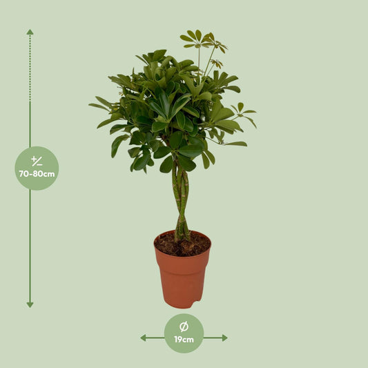 Schefflera Compacta - pflegeleichter Schirmbaum Ø19cm, 80cm hoch